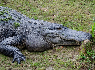 shuttles to Everglades Alligator Farm